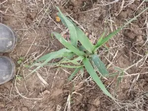 Piccola pianta che germoglia dal terreno - simbolo di crescita e rinascita in Orto Creattivo